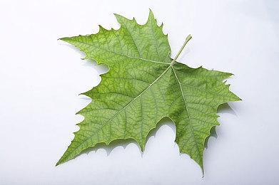 《潜行者2》开发商确认有两部DLC正在制作中